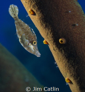 Juvenile filefish hiding amongst rope sponge by Jim Catlin 